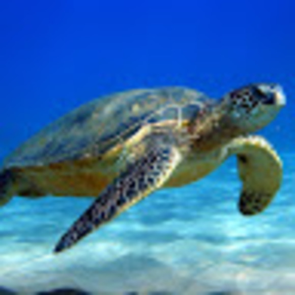 Meet your Posher, Kerrin - Picture 1 of 1